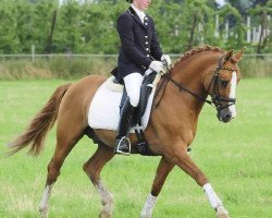 stallion Dornik B (German Riding Pony, 1991, from Derano Gold)