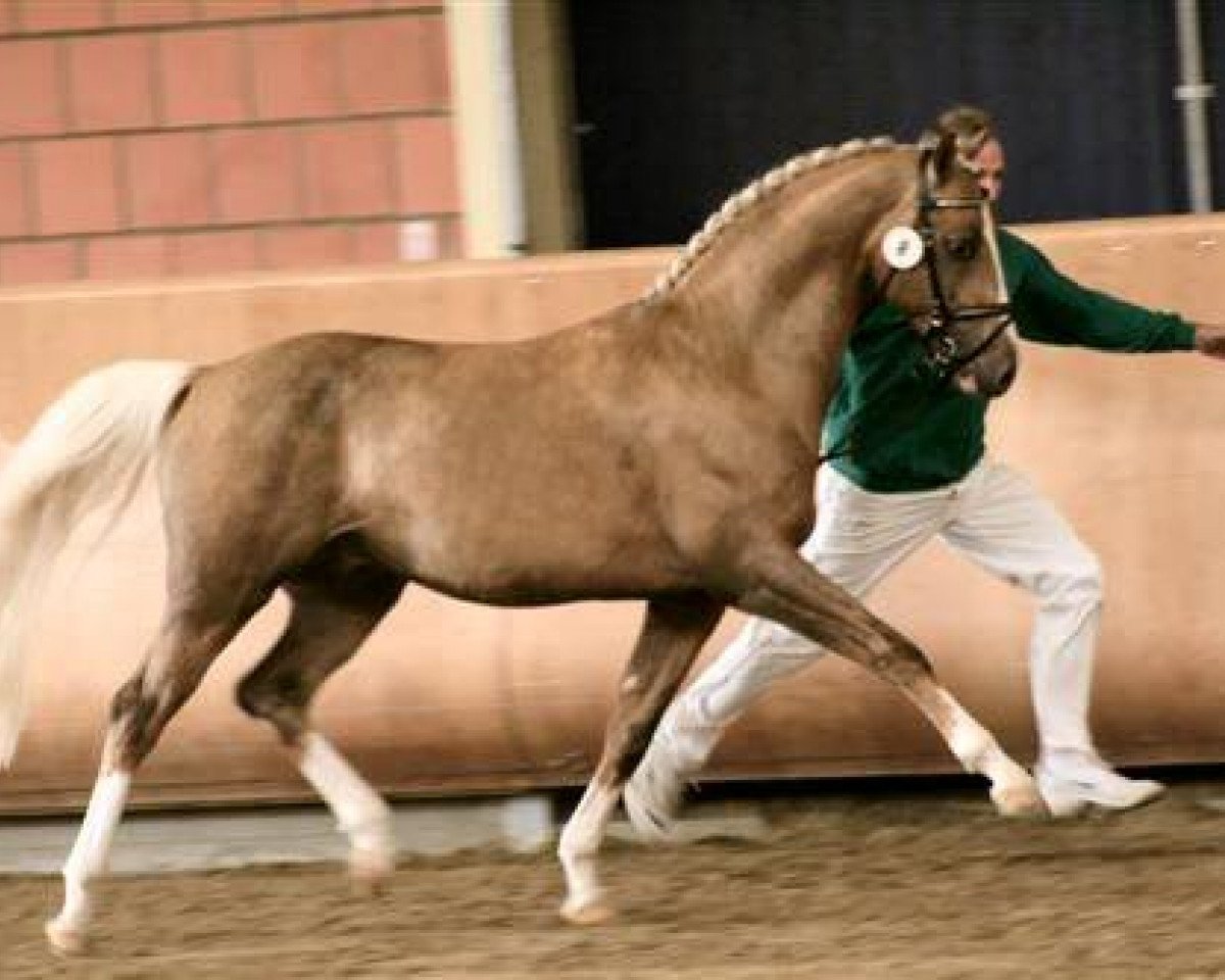 stallion Don Carino du Bois (Nederlands Rijpaarden en Pony, 2004, from Deinhard B)