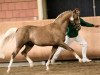 stallion Don Carino du Bois (Nederlands Rijpaarden en Pony, 2004, from Deinhard B)