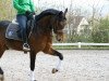 dressage horse Donovan 115 (German Riding Pony, 2006, from D'Artagnon)