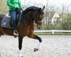 dressage horse Donovan 115 (German Riding Pony, 2006, from D'Artagnon)