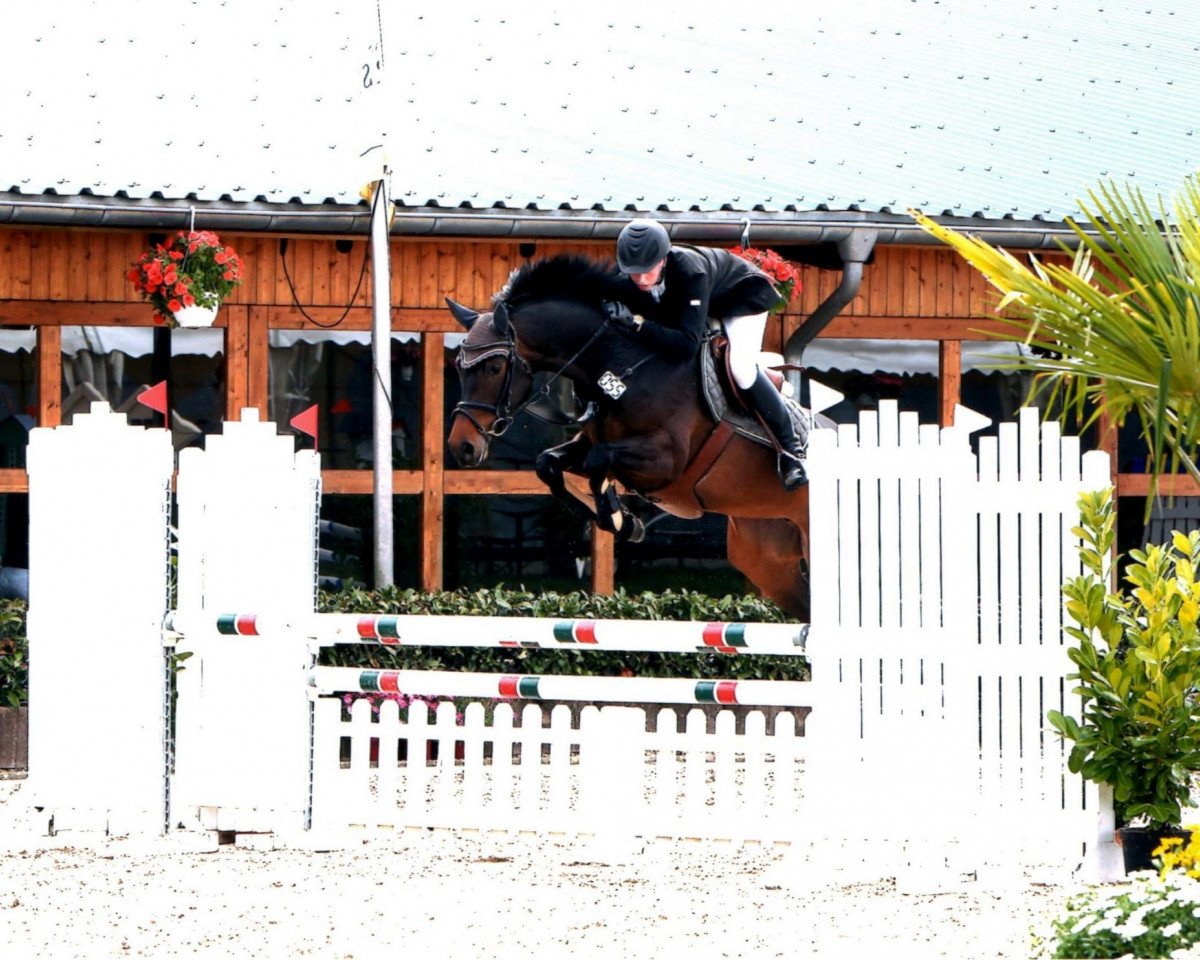broodmare Quitte (Westphalian, 2007, from Quinta Real)