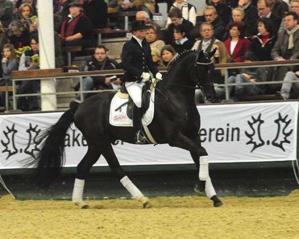 stallion Delikat (Trakehner, 2006, from Herzfunke)