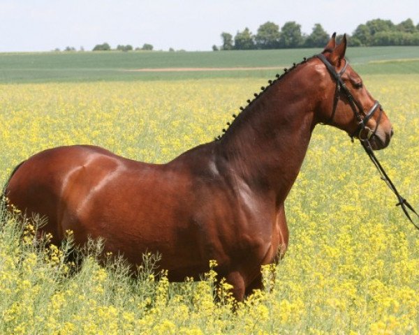 horse Westpoint 144 (Hanoverian, 1992, from Wendehals)