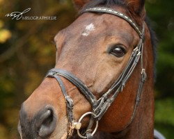 broodmare Sandrien (Rhinelander, 2002, from Show Star)