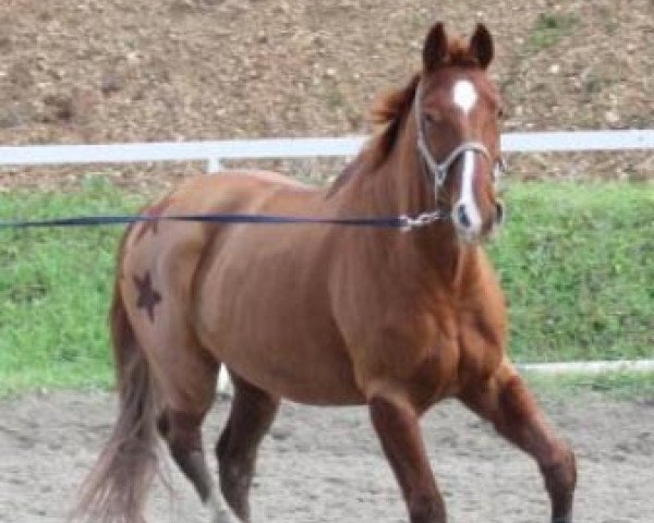 broodmare Lucie (Hanoverian, 2000, from Londonderry)