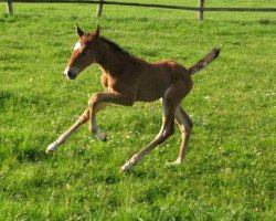 jumper Stanielle (Hanoverian, 2013, from Stanley)