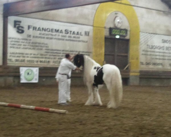 Pferd Shenco Blue 1010038 (Tinker / Irish Cob / Gypsy Vanner, 2007, von Collin van de Gorterstraat)