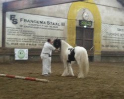 horse Shenco Blue 1010038 (Tinker / Irish Cob / Gypsy Vanner, 2007, from Collin van de Gorterstraat)