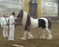 horse Nolan van Halfweg (Tinker / Irish Cob / Gypsy Vanner, 2004, from Maestro 0201370)