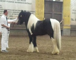 horse Ti Amo van de Acht Zaligheden (Tinker / Irish Cob / Gypsy Vanner, 2008, from Maestro 0201370)