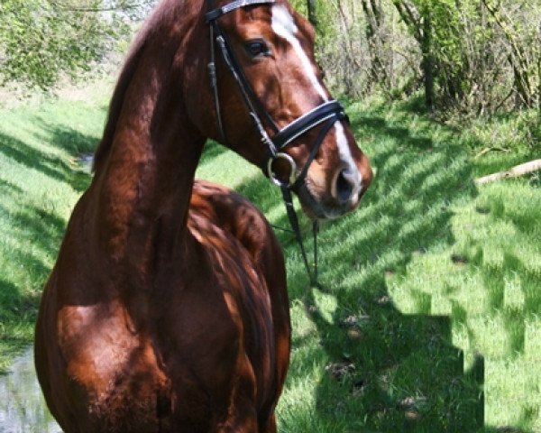 broodmare Texana (Oldenburg, 1996, from Duntroon)