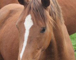 dressage horse Pepper Ann (German Riding Pony, 2010, from Sir Arthur MC)