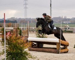 jumper Mister Minute (German Riding Pony, 2006, from Mighty)