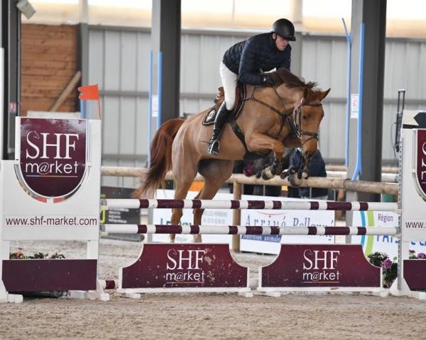 broodmare Harley de Hus (Selle Français, 2017, from Vivaldi du Seigneur)