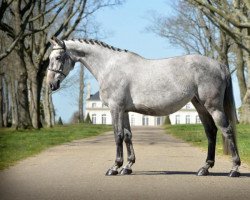 broodmare In Love JW van de Moerhoeve (Belgium Sporthorse, 2014, from Jenson van't Meulenhof)