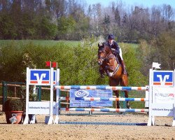 jumper Clarimo Pan (German Sport Horse, 2014, from Clarimo Ask)