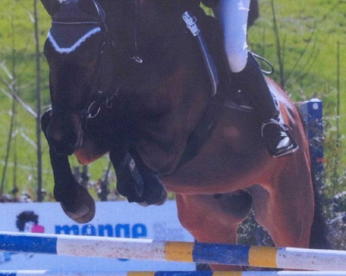 Springpferd Cooper 116 (Mecklenburger, 2007, von Caedmon)