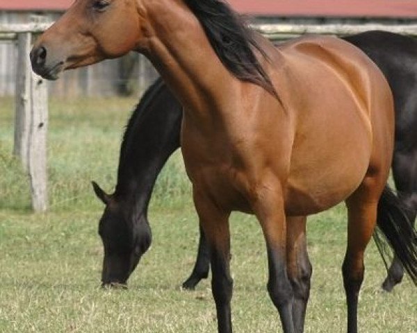 broodmare Fly In (Trakehner, 1998, from Grundyman xx)