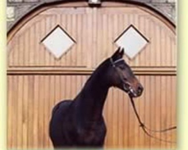 stallion Wörthersee xx (Thoroughbred, 1992, from Acatenango xx)