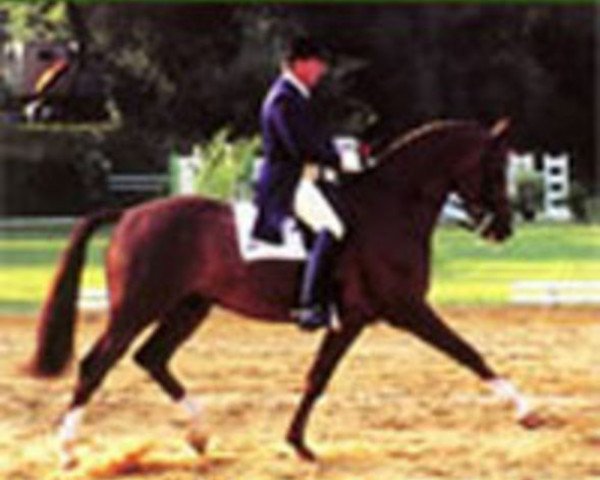 stallion Wakond (Trakehner, 1987, from Arogno)