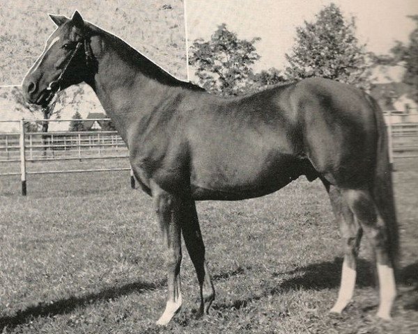 stallion Caran d'Ache xx (Thoroughbred, 1949, from Zliten xx)