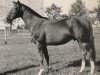 stallion Caran d'Ache xx (Thoroughbred, 1949, from Zliten xx)