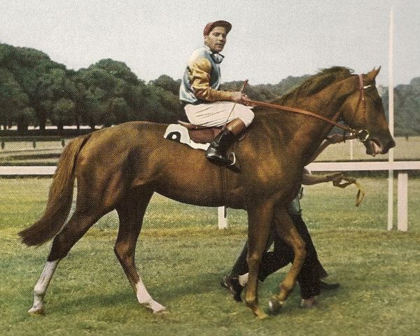 stallion Waldcanter xx (Thoroughbred, 1956, from Caran d'Ache xx)