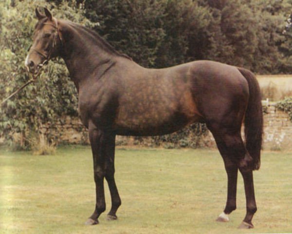 stallion Dubassoff xx (Thoroughbred, 1969, from Sea-Bird II xx)
