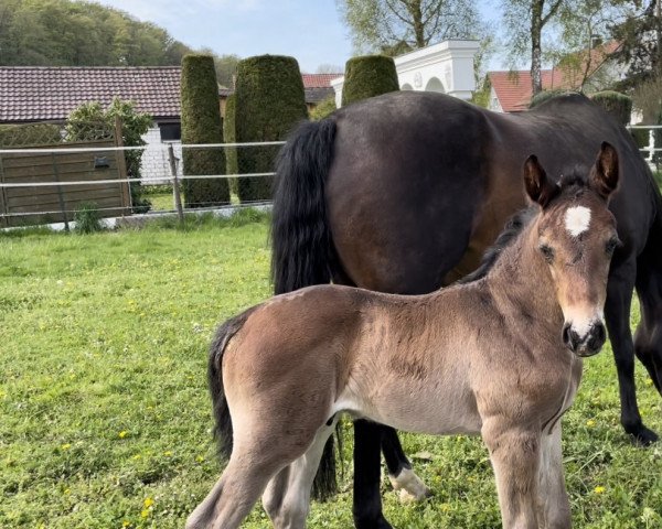 jumper Donatello Z (Zangersheide riding horse, 2022, from Dollar du Rouet)