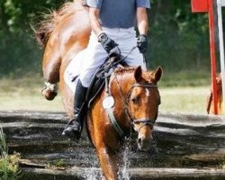 stallion Raumpionier (Trakehner, 2002, from Cavallieri xx)