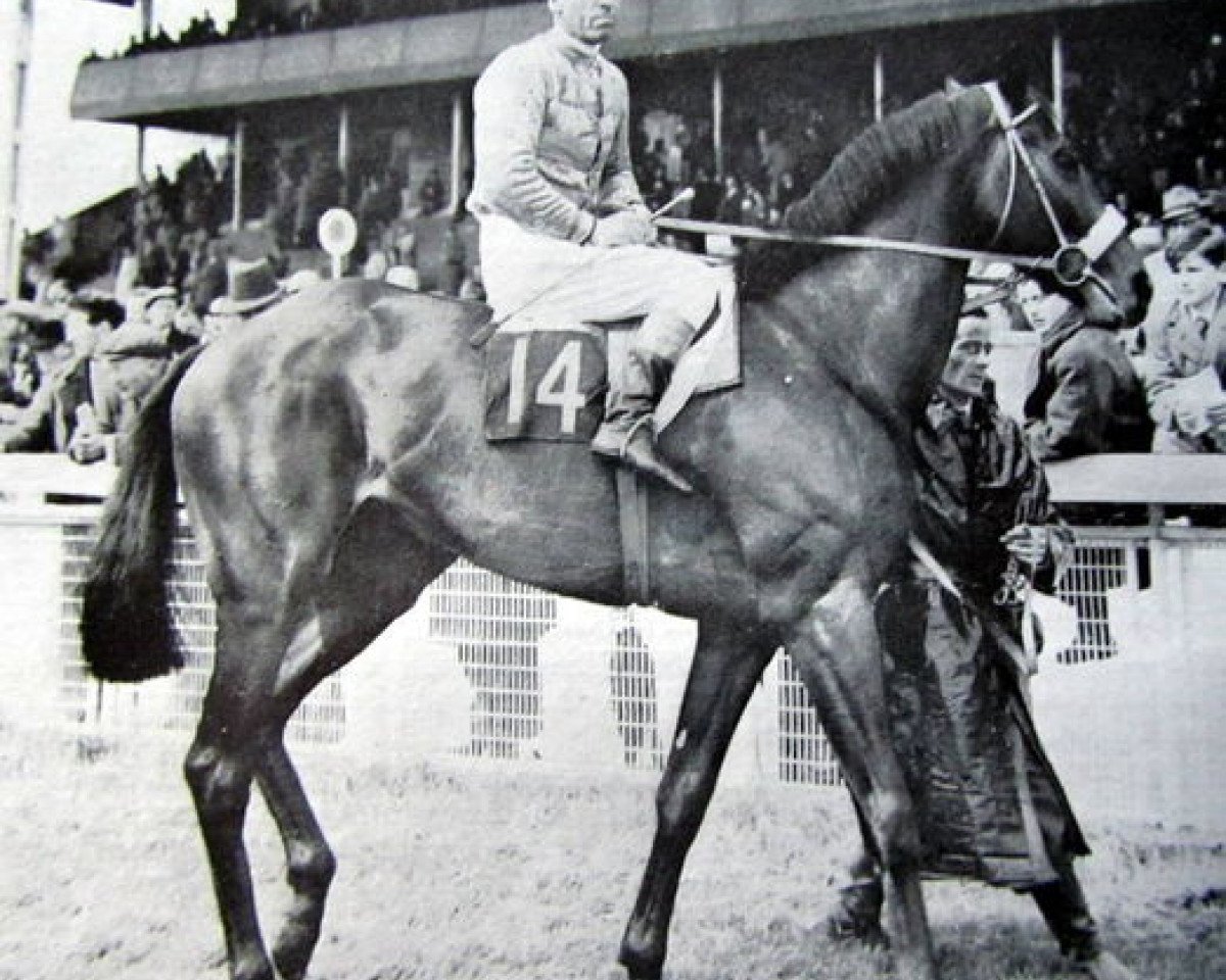 stallion Hard Ridden xx (Thoroughbred, 1955, from Hard Sauce xx)