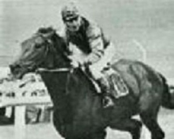 stallion Giolla Mear xx (Thoroughbred, 1965, from Hard Ridden xx)