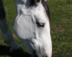 broodmare Polka (Brandenburg, 1997, from Pardon)