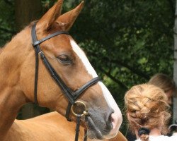 broodmare Heiderose vom Liebetal (Trakehner, 2006, from Gribaldi)