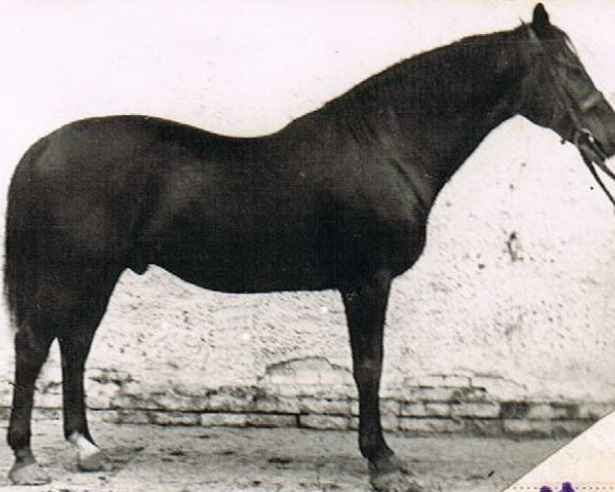 Deckhengst Traum (Trakehner, 1939, von Tyrann)