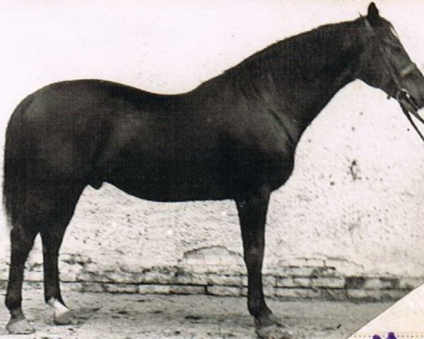 stallion Traum (Trakehner, 1939, from Tyrann)