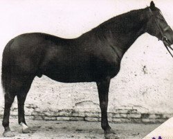 Deckhengst Traum (Trakehner, 1939, von Tyrann)