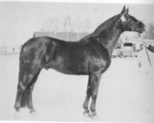 stallion Haakon 1532 (Trakehner, 1962, from Traum)