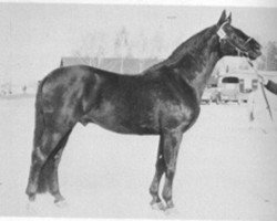 stallion Haakon 1532 (Trakehner, 1962, from Traum)