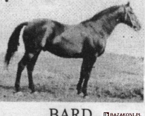 stallion Bard 1933 (Trakehner, 1967, from Haakon 1532)