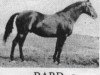 stallion Bard 1933 (Trakehner, 1967, from Haakon 1532)