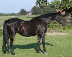 broodmare Harmonie XX (Trakehner, 1978, from Insterfeuer)