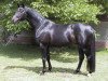 stallion Heartbreaker (Trakehner, 1996, from Hohenstein I)
