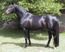 stallion Heartbreaker (Trakehner, 1996, from Hohenstein I)