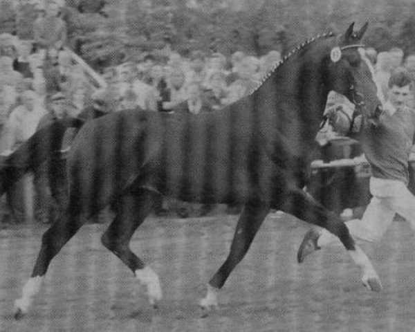 stallion Rombach (Westphalian, 1993, from Ribbeck)