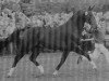 stallion Rombach (Westphalian, 1993, from Ribbeck)