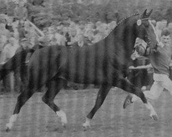 stallion Rombach (Westphalian, 1993, from Ribbeck)