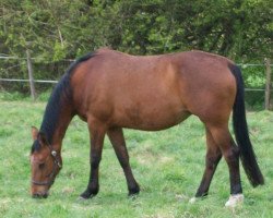 broodmare Pretty Girl (Hanoverian, 1994, from Pageno)