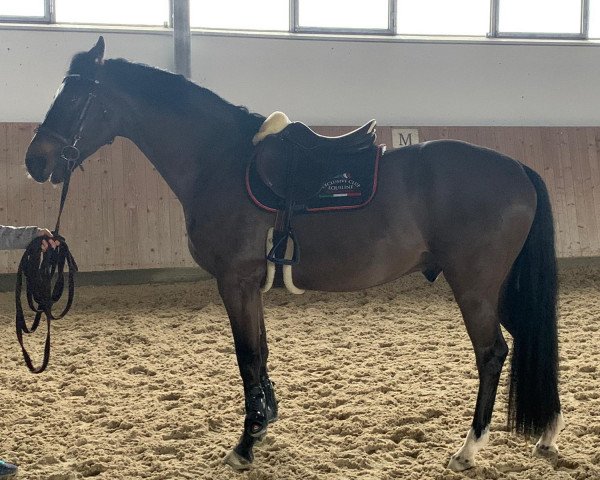 Springpferd Skyfall Bond Star FSH (Belgisches Warmblut, 2018, von Hotspot)